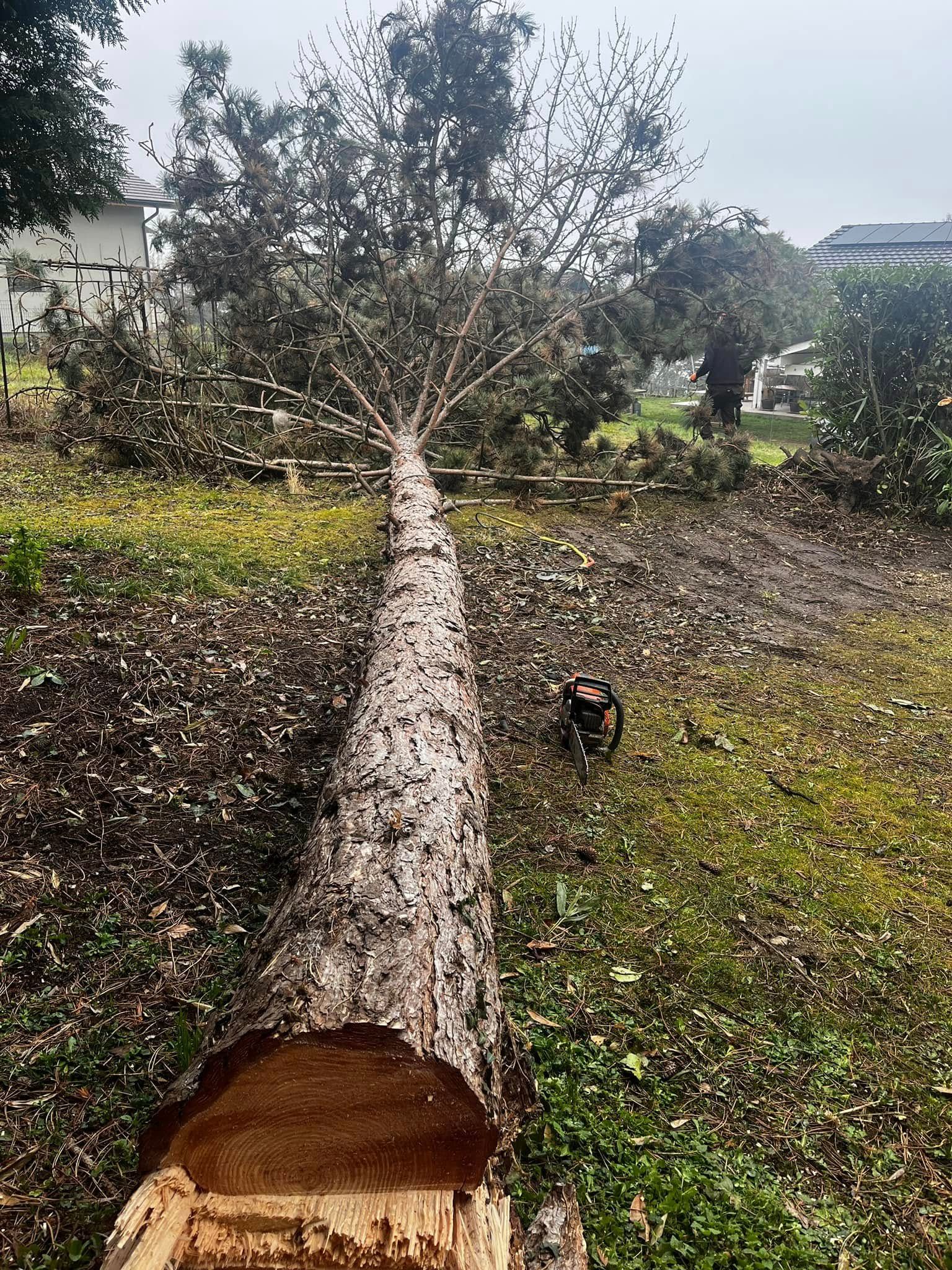 Arbre abattu à Lugrin