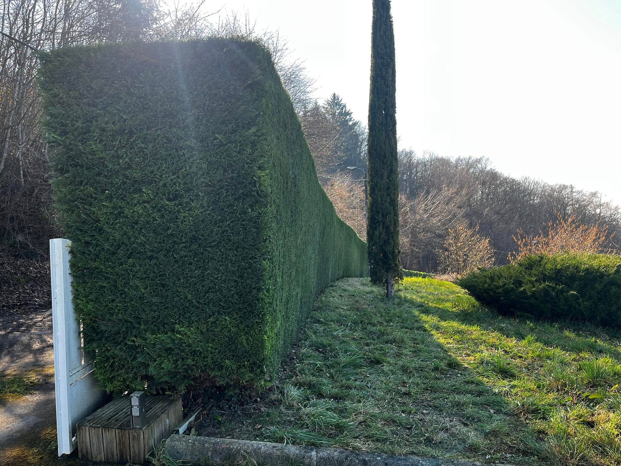 Haie taillée à Évian-les-Bains
