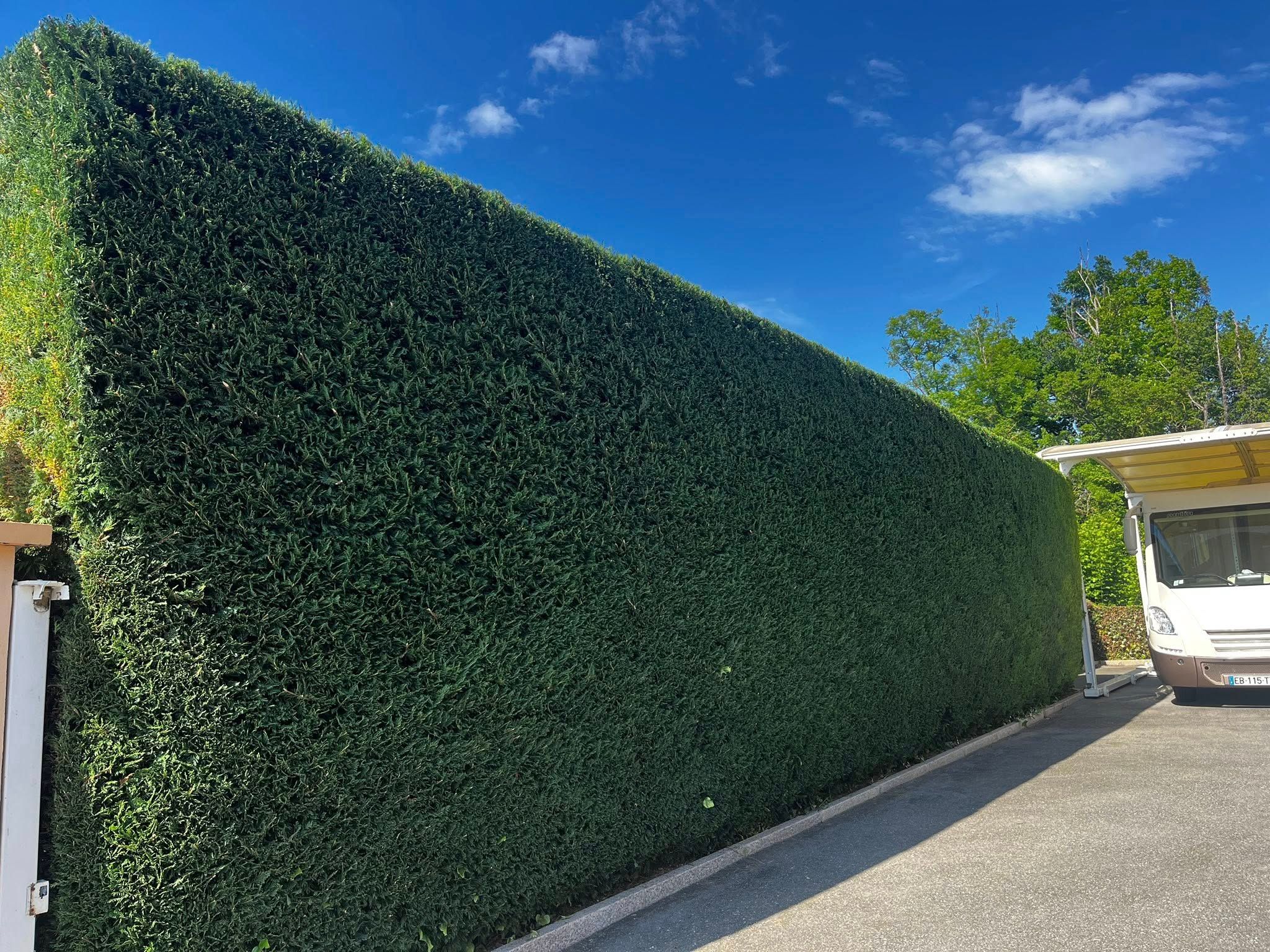 Haie taillée en haute savoie