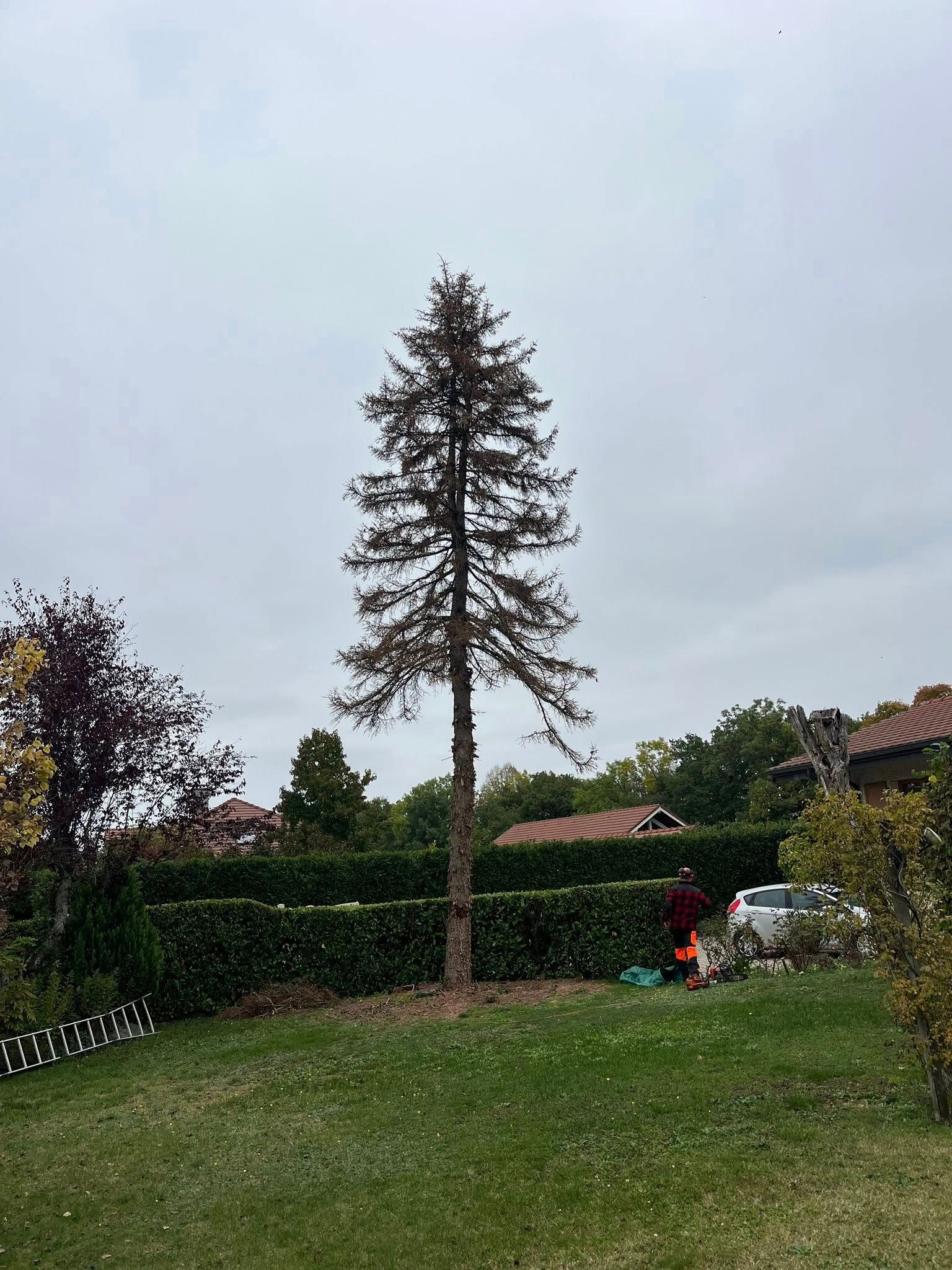 Arbre dangereux à Armoiy
