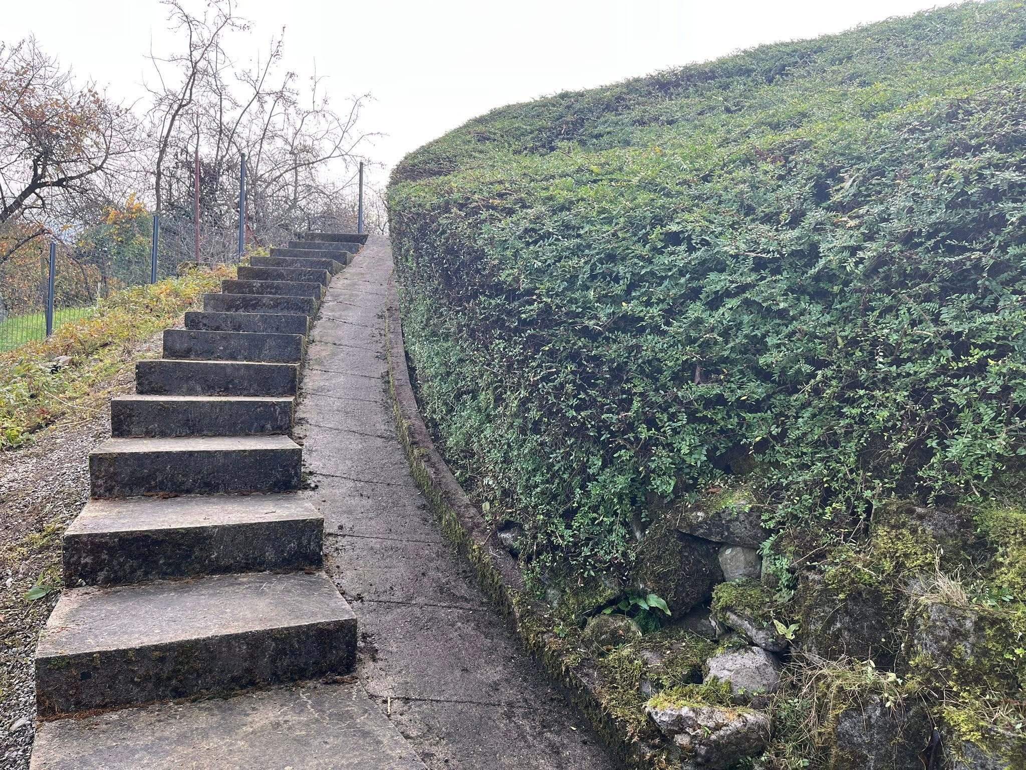 Haie taillée à Lugrin