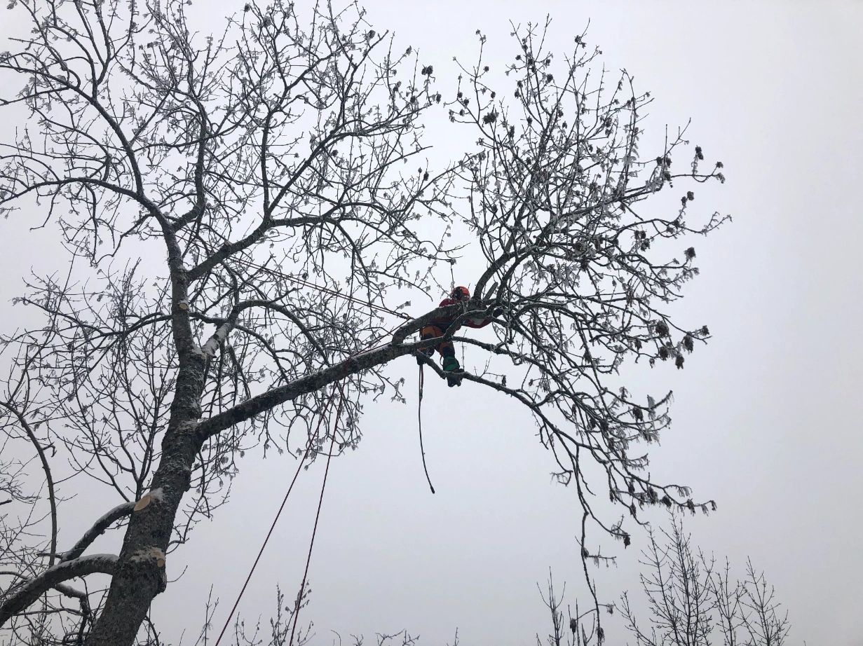 Elagage d'un arbre près de Évian-les-Bains.