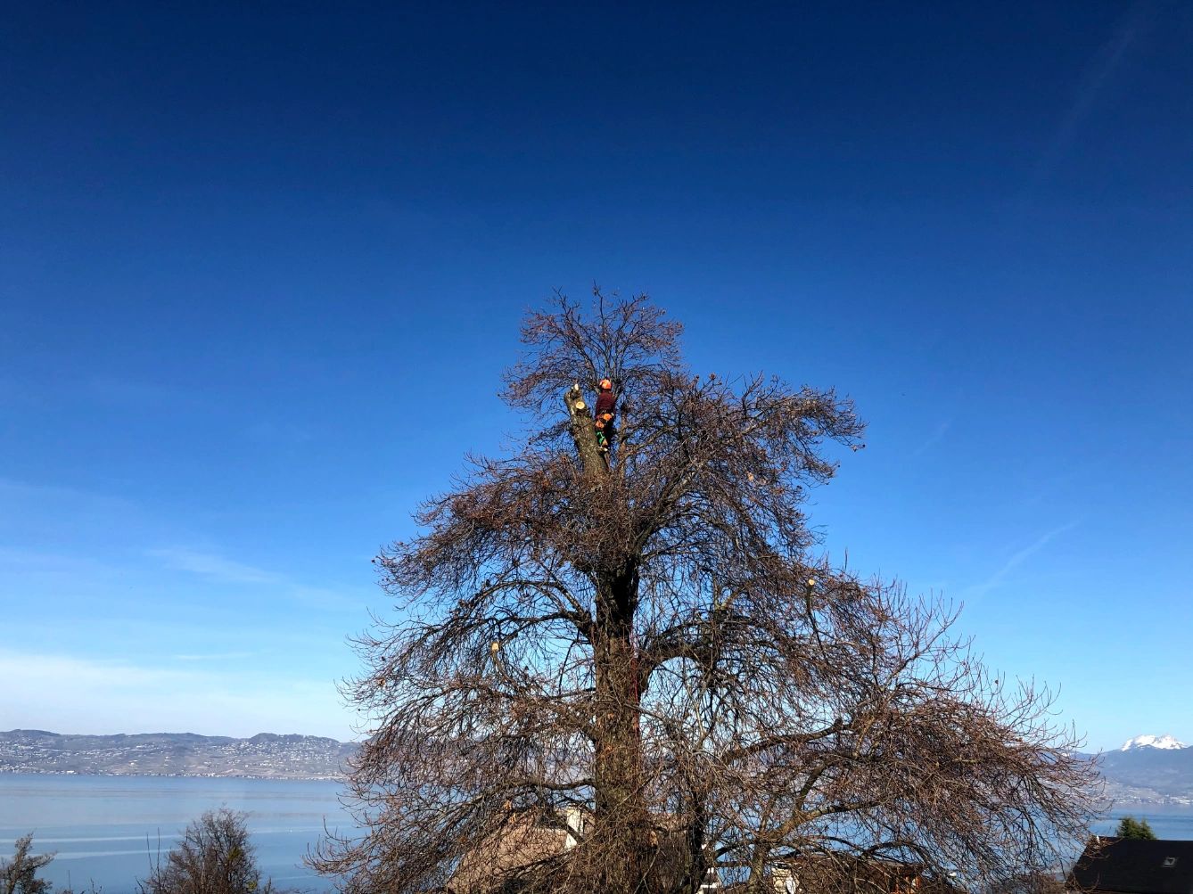 Elagage d'un arbre à proximité de Évian-les-Bains
