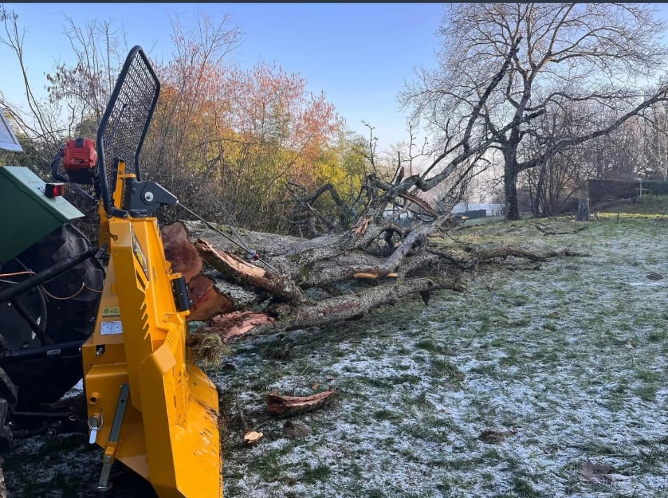Abattage d'arbres en Haute-Savoie.