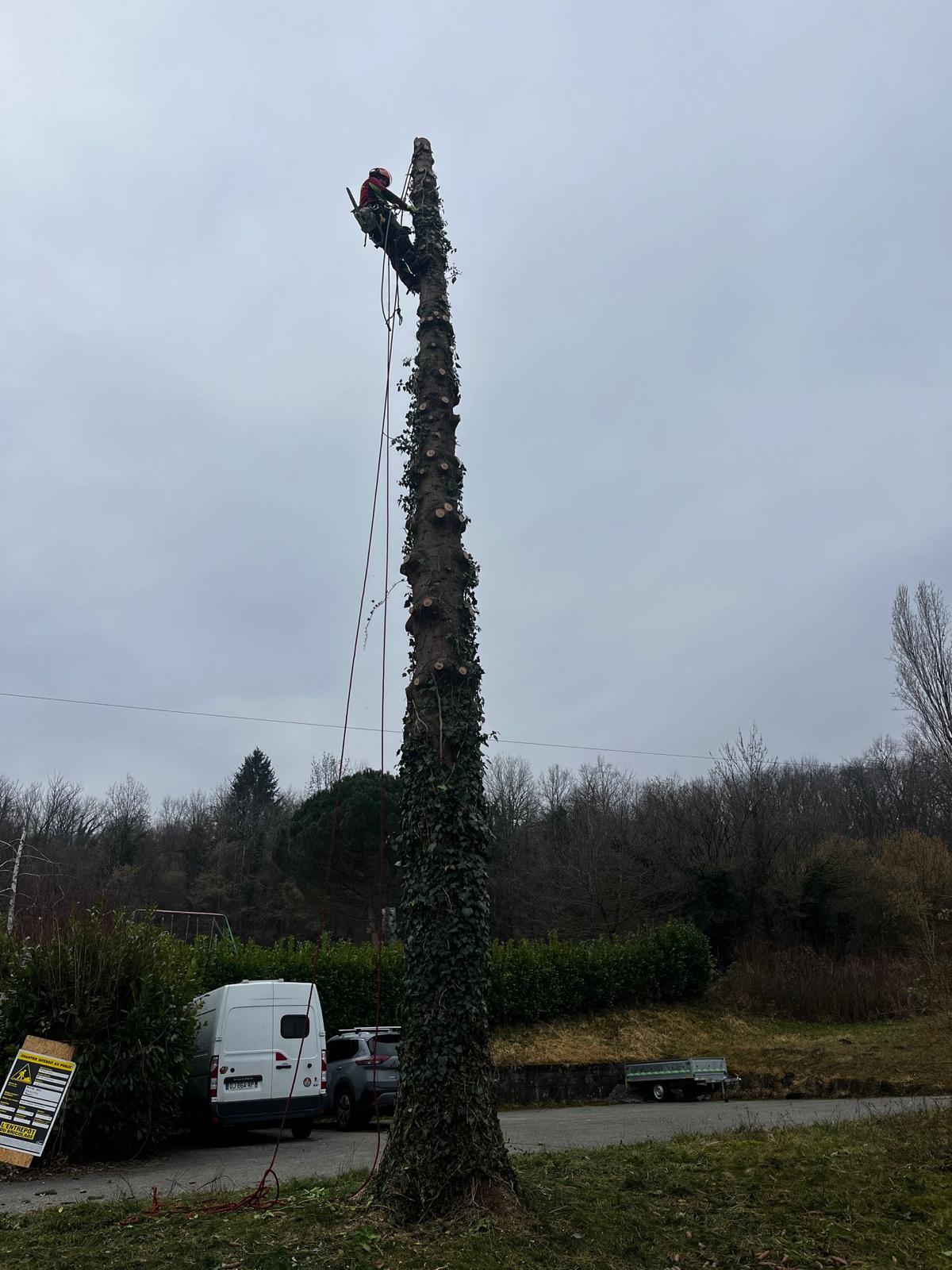 Démontage d'un épicéa à Neuvecelle