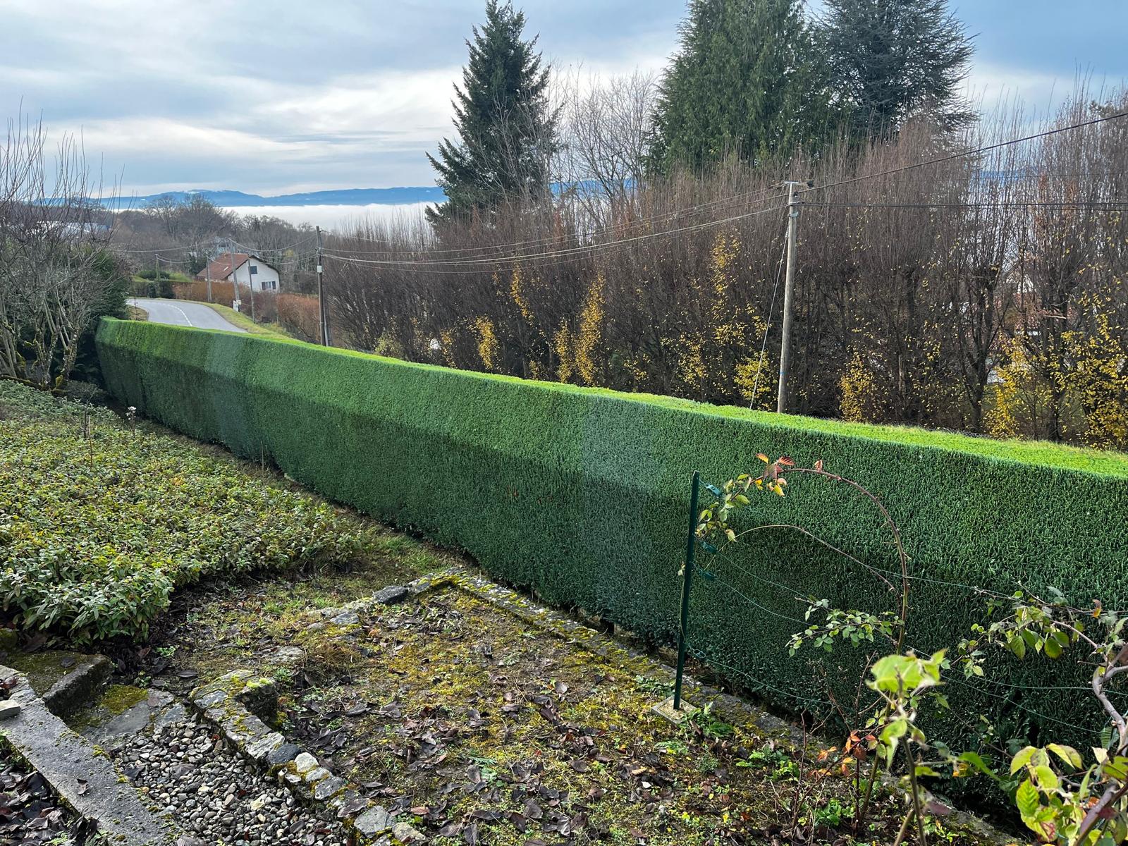Taille de haie effectuée à Maxilly-Sur-Léman