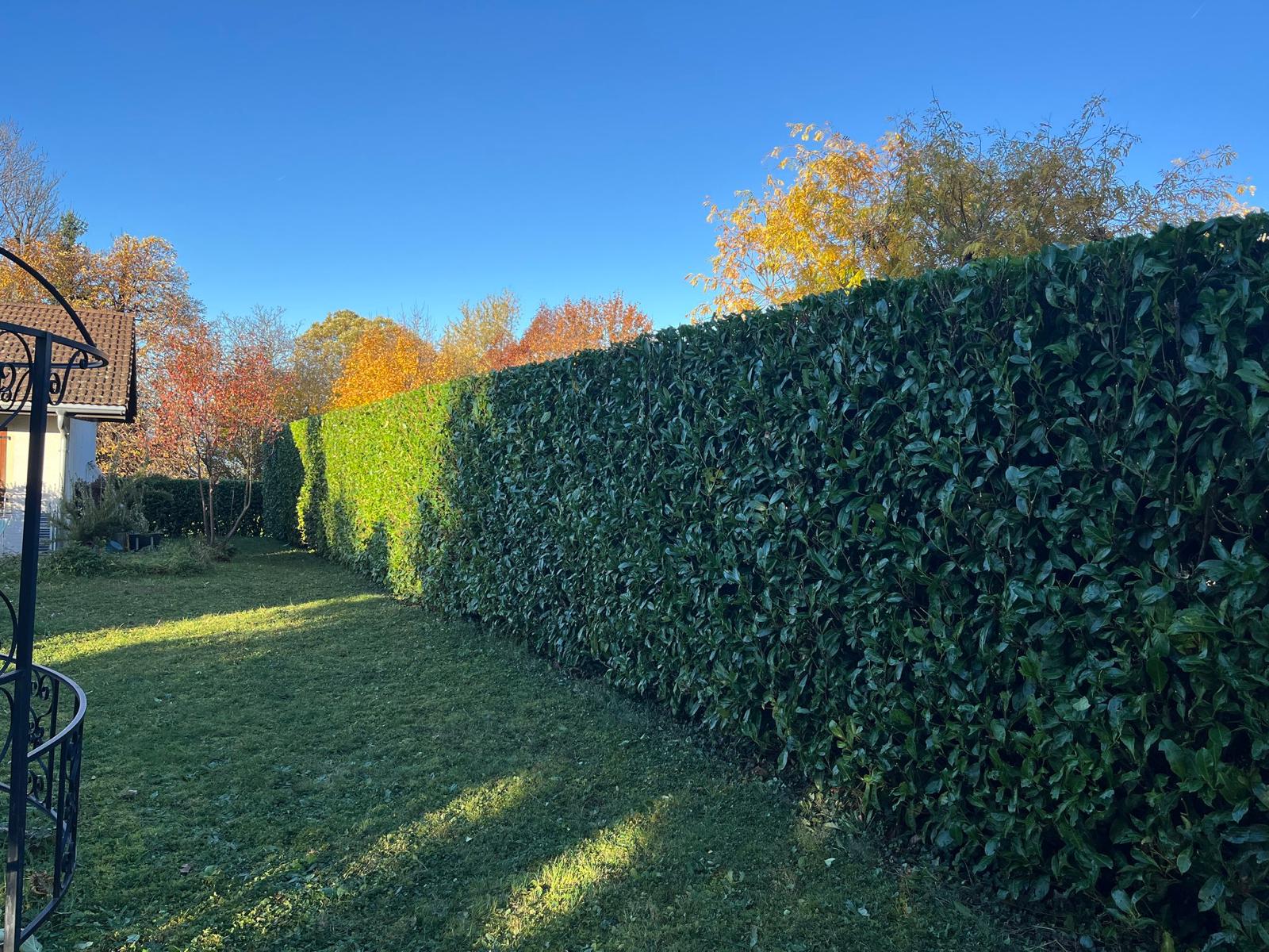 TFM Espaces Verts a taillé une haie à Lugrin.