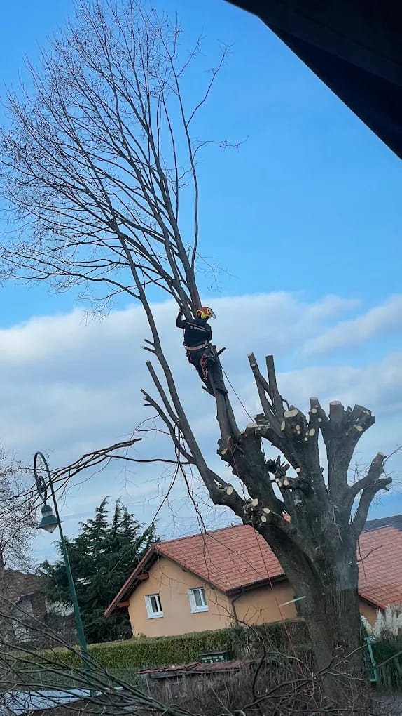 Élagage d'un arbre près de Évian.